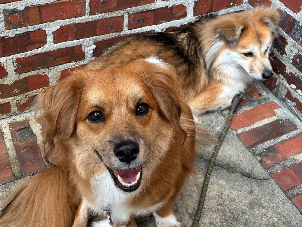 반려동물 음식점 동반출입 현실은 아직 멀었다