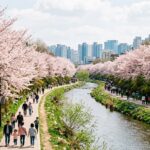 2026 벚꽃 개화시기 전국 총정리