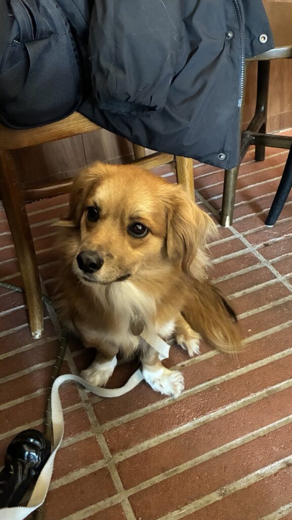 반려동물 음식점 동반출입 제도 개선